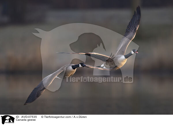 Canada geese / AVD-07535