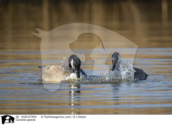 Canada geese / AVD-07554