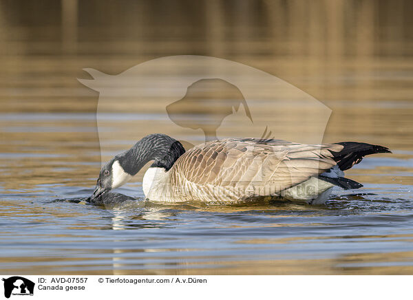 Canada geese / AVD-07557