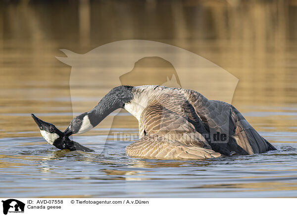 Canada geese / AVD-07558