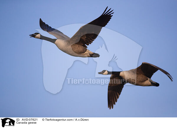Canada geese / AVD-07621