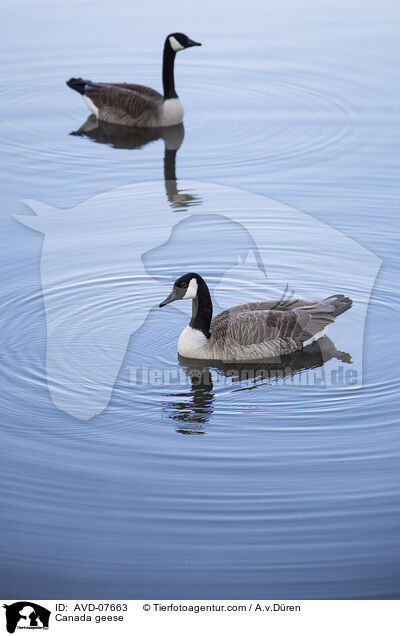 Canada geese / AVD-07663
