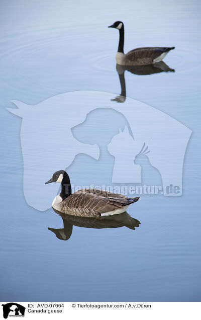 Canada geese / AVD-07664