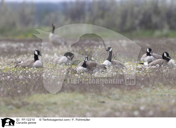 Canada geese / FF-12210