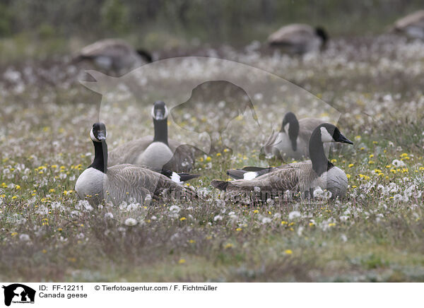 Canada geese / FF-12211