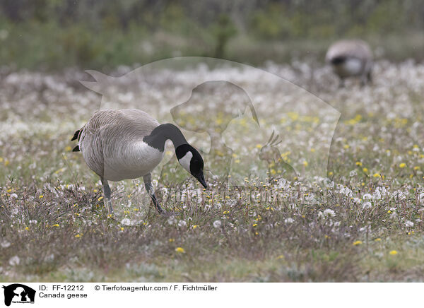 Kanadagnse / Canada geese / FF-12212