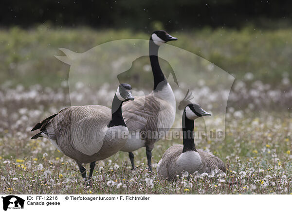 Canada geese / FF-12216