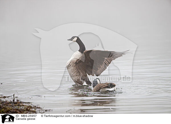 Canada geese / MBS-25957