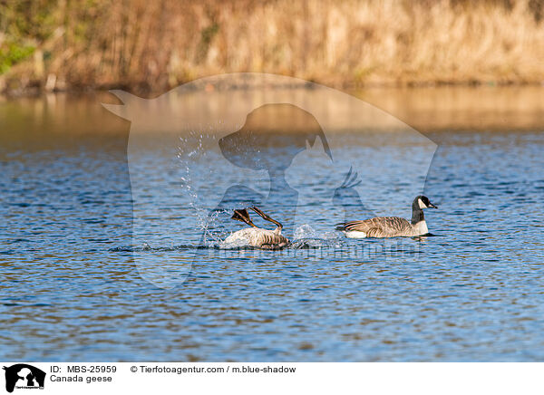 Canada geese / MBS-25959
