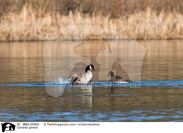 Canada geese / MBS-25960