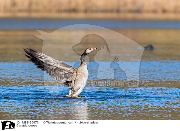 Canada goose / MBS-25973