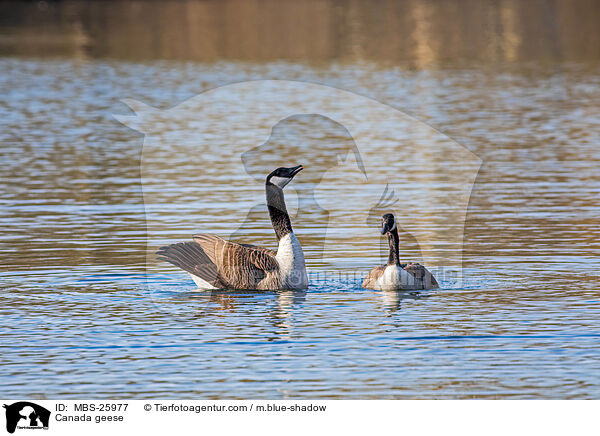 Canada geese / MBS-25977