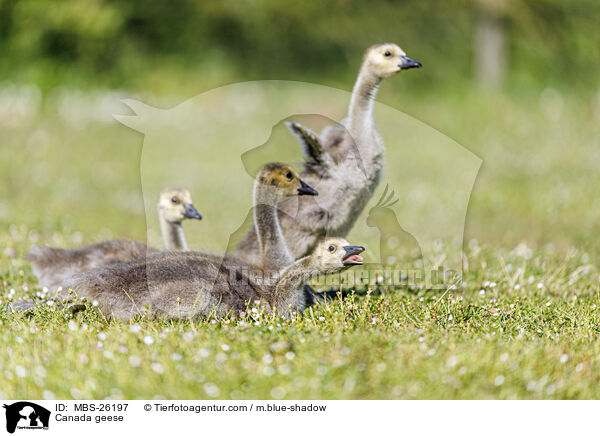Canada geese / MBS-26197