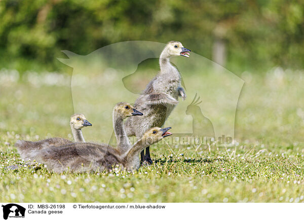 Canada geese / MBS-26198