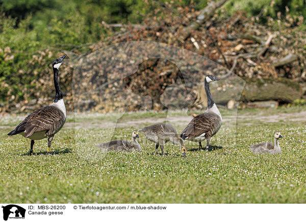 Canada geese / MBS-26200