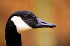 canada goose