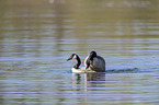 Canada Gooses when mating