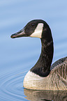 swimming Canada Goose