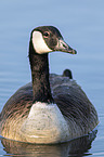 swimming Canada Goose
