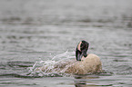 Canada goose