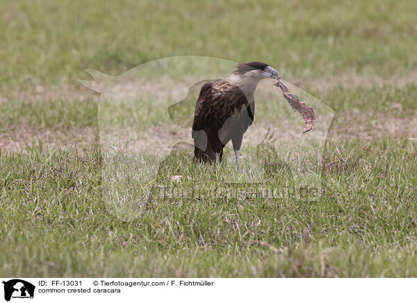 common crested caracara / FF-13031