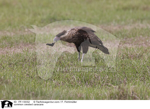 common crested caracara / FF-13032