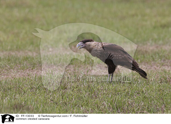 common crested caracara / FF-13033