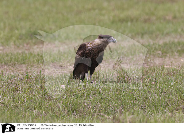 common crested caracara / FF-13039