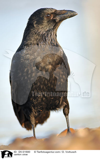 carrion crow / DV-01680