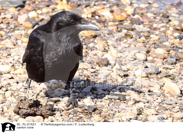 carrion crow / FL-01521