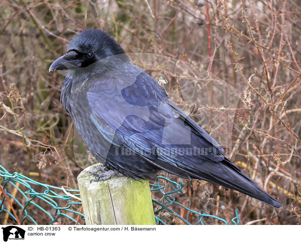 carrion crow / HB-01363