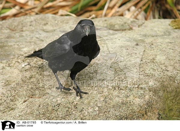 carrion crow / AB-01785