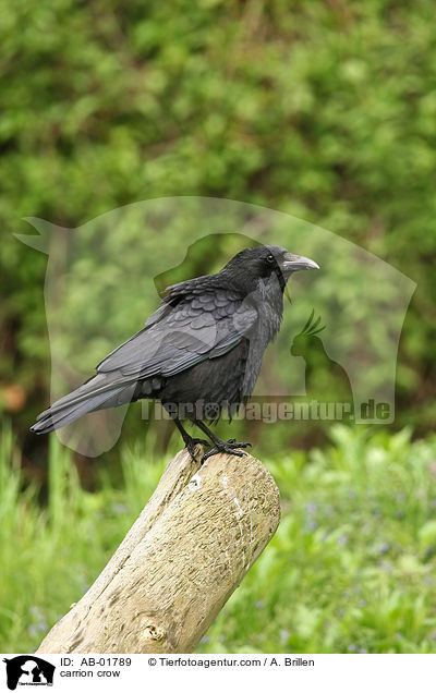 carrion crow / AB-01789