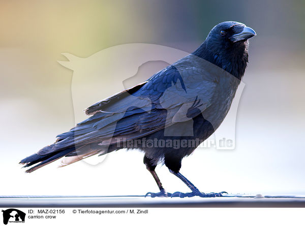 carrion crow / MAZ-02156