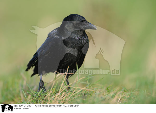 carrion crow / DV-01980