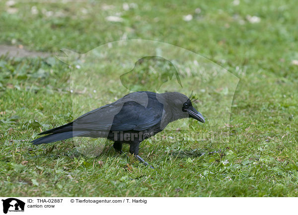 carrion crow / THA-02887