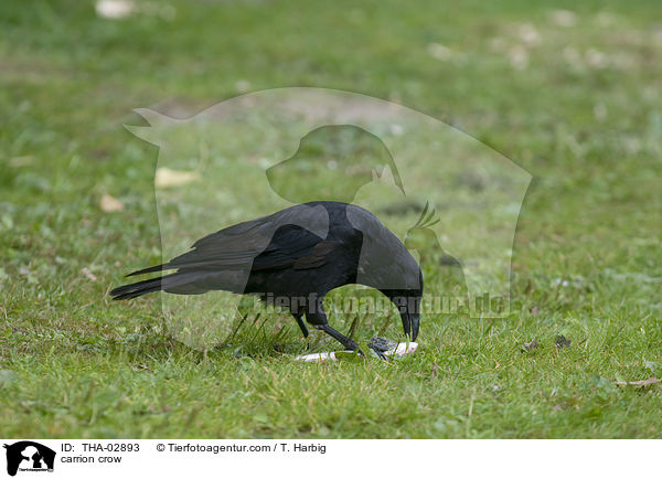 carrion crow / THA-02893