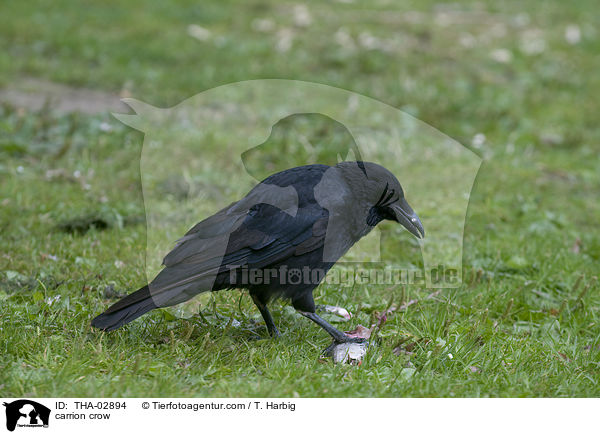 carrion crow / THA-02894