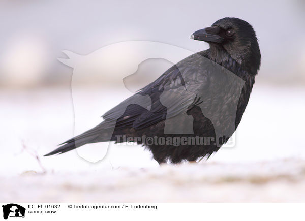 carrion crow / FL-01632