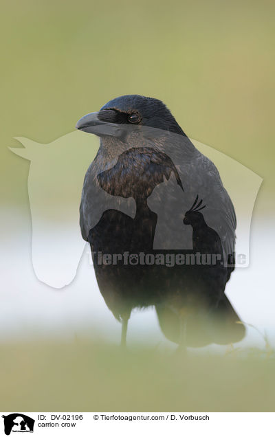 carrion crow / DV-02196