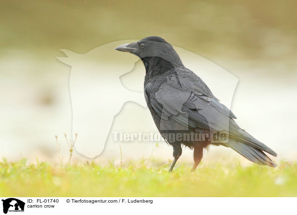 carrion crow / FL-01740