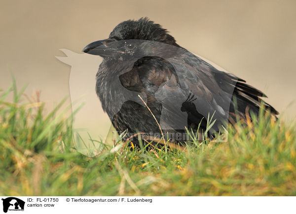 carrion crow / FL-01750