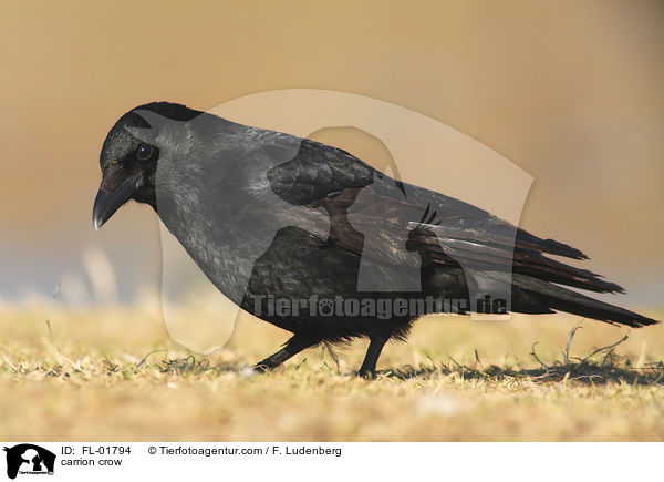 carrion crow / FL-01794