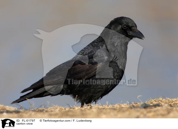 carrion crow / FL-01797