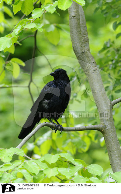 carrion crow / DMS-07289
