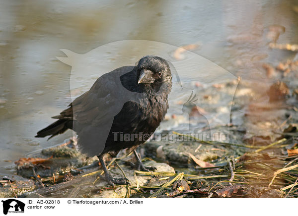 carrion crow / AB-02818
