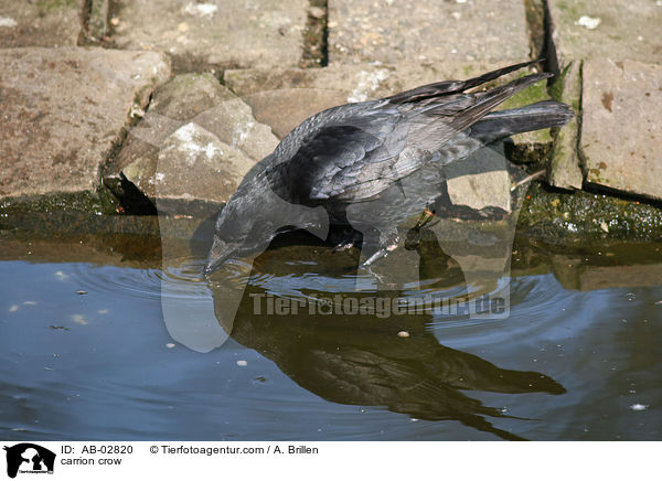 carrion crow / AB-02820