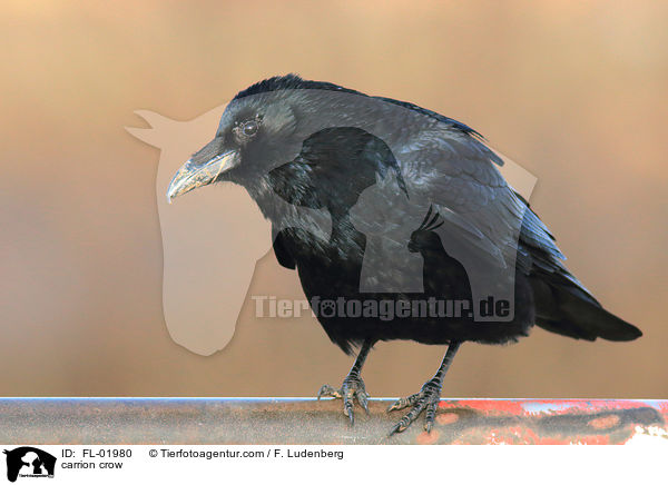 carrion crow / FL-01980