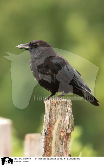 carrion crow / FL-02015