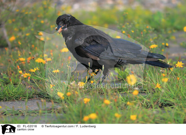 carrion crow / FL-02018